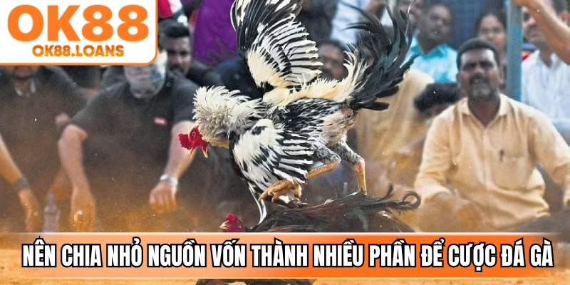 Bạn nên chia nhỏ nguồn vốn thành nhiều phần để cược đá gà