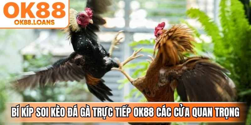 Bí kíp soi kèo đá gà trực tiếp OK88 hiểu các cửa cược quan trọng