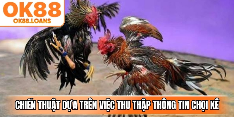 Chiến thuật vận hành dựa trên việc thu thập thông tin chọi kê