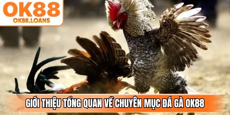 Giới thiệu tổng quan về chuyên mục đá gà OK88