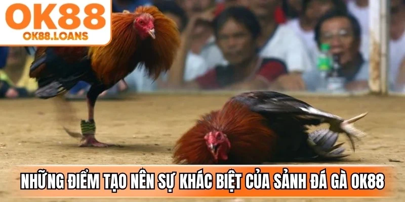 Những điểm tạo nên sự khác biệt của sảnh đá gà OK88