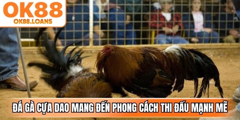 Đá gà cựa dao mang đến phong cách thi đấu đặc trưng với màn đối đầu mạnh mẽ