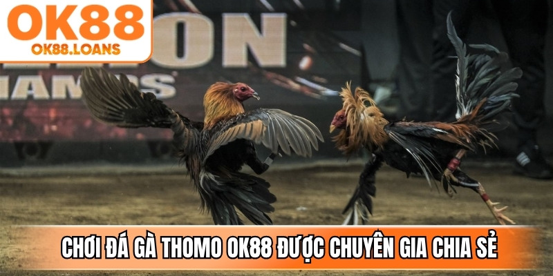 Kinh nghiệm chơi đá gà thomo OK88 được chuyên gia chia sẻ