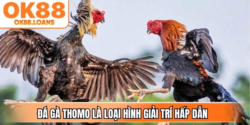Đá gà Thomo là loại hình giải trí hấp dẫn đối với những người đam mê chọi gà