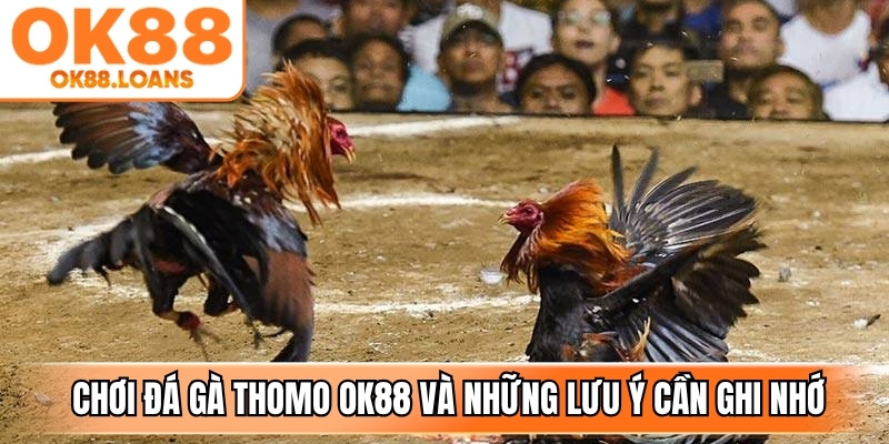 Kinh nghiệm chơi đá gà thomo OK88 và những lưu ý cần ghi nhớ