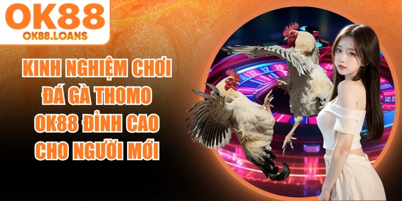 Kinh Nghiệm Chơi Đá Gà Thomo OK88