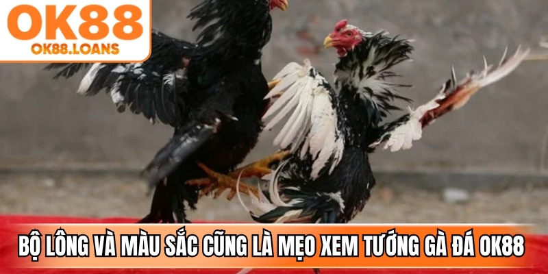 Quan sát bộ lông và màu sắc cũng là mẹo xem tướng gà đá ok88 cực chuẩn