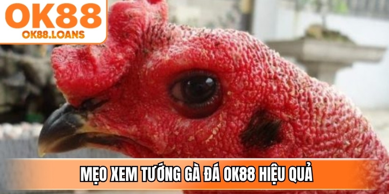 Quan sát đầu và mặt gà là một trong những mẹo xem tướng gà đá OK88 hiệu quả