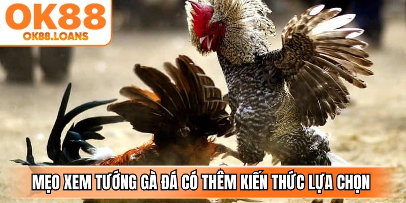 Mẹo xem tướng gà đá giúp người chơi có thêm kiến thức lựa chọn chiến kê
