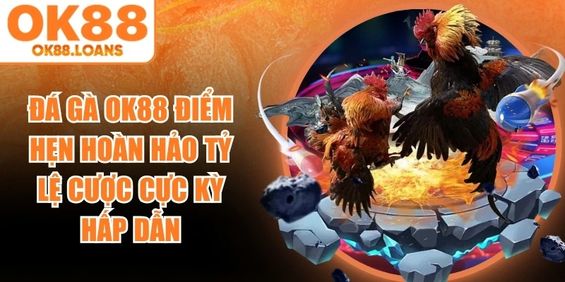 Đá gà OK88 là điểm hẹn hoàn hảo với tỷ lệ cược cực kỳ hấp dẫn